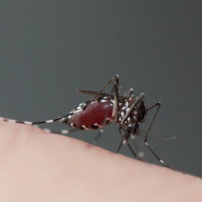 Aedes albopictus strain ALPROV infected with Chikungunya virus