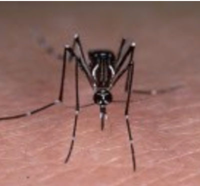 Aedes aegypti strain PAEA infected with dengue virus