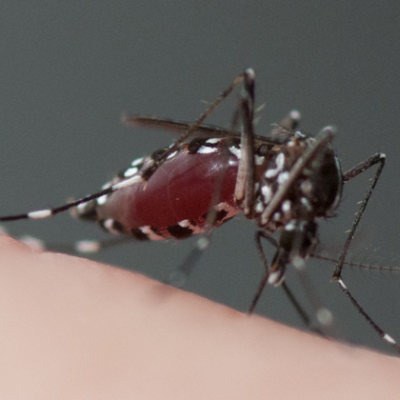 Aedes albopictus strain ALMONTPELLIER-Infravec Infected with Chikungunya virus