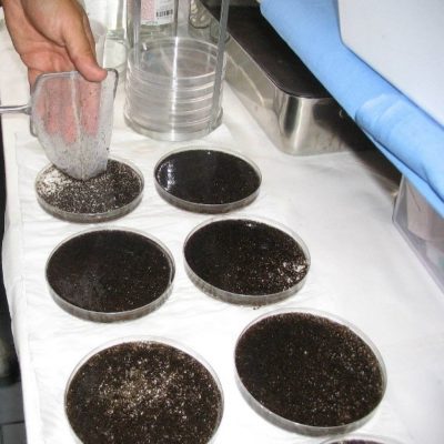 Mosquito mass rearing (up to 10,000 specimens)