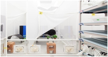 Mosquito behaviour experiments in CL2 large cages