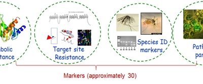 Genotyping of mosquitoes, insecticide resistance and detection of pathogens