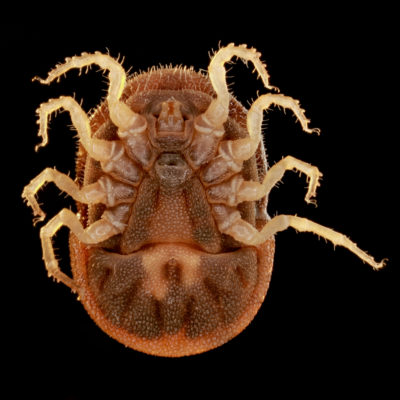 Ornithodoros moubata live adults