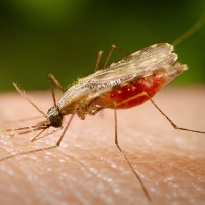 Anopheles stephensi strain Sind-Kasur Nijmegen infected with Plasmodium falciparum GFP-Luciferase (CSP promoter)