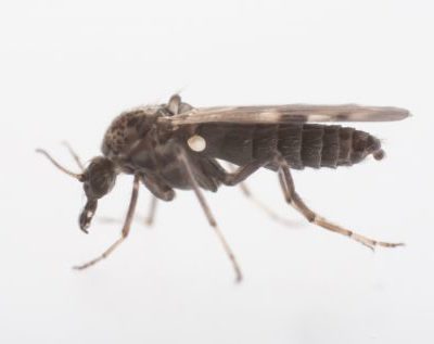 Culicoides nubeculosus live adults