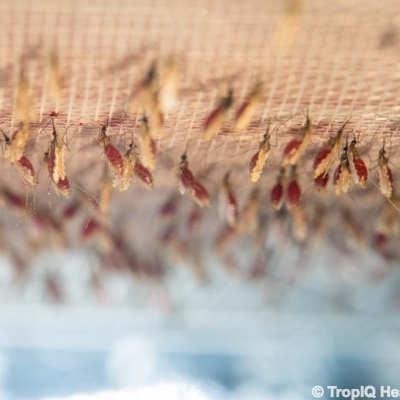 High-throughput screen of live mosquitoes