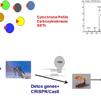 Screen for novel insecticide synergists