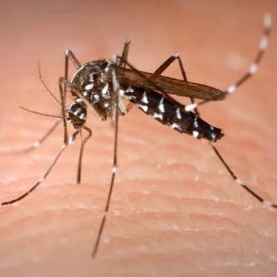 Aedes albopictus strain Vallés infected with Chikungunya virus