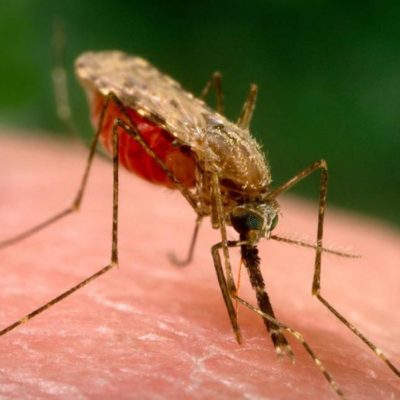 Anopheles coluzzii strain N’Gousso, with custom gene silencing, infected with Plasmodium falciparum