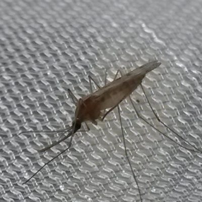 Anopheles atroparvus strain Ebre Delta-Infravec live eggs