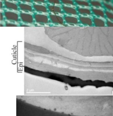 Analysis of cuticle thickness to test insecticide resistance in mosquitoes