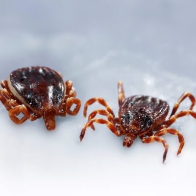 Hyalomma marginatum live adults or larvae