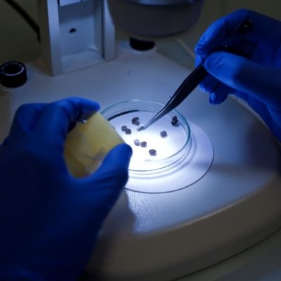 Personalized training in soft tick or tsetse fly rearing and/or experimental infection with CL2 pathogens