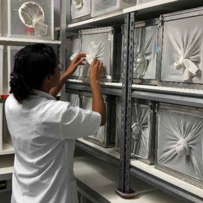 Personalized Training in New Caledonian Aedes aegypti rearing and insecticide testing and/or infections with dengue virus