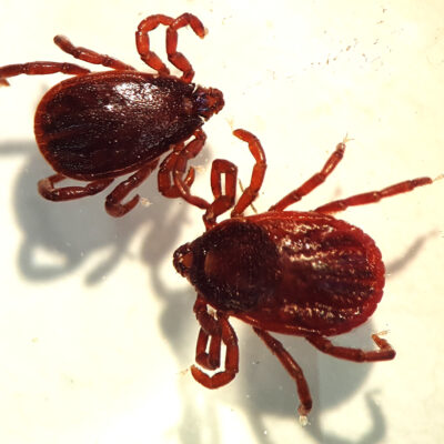 Rhipicephalus bursa live adults or larvae