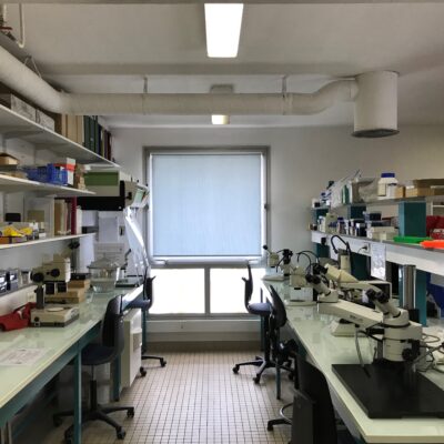 Personalized training in sandfly identification