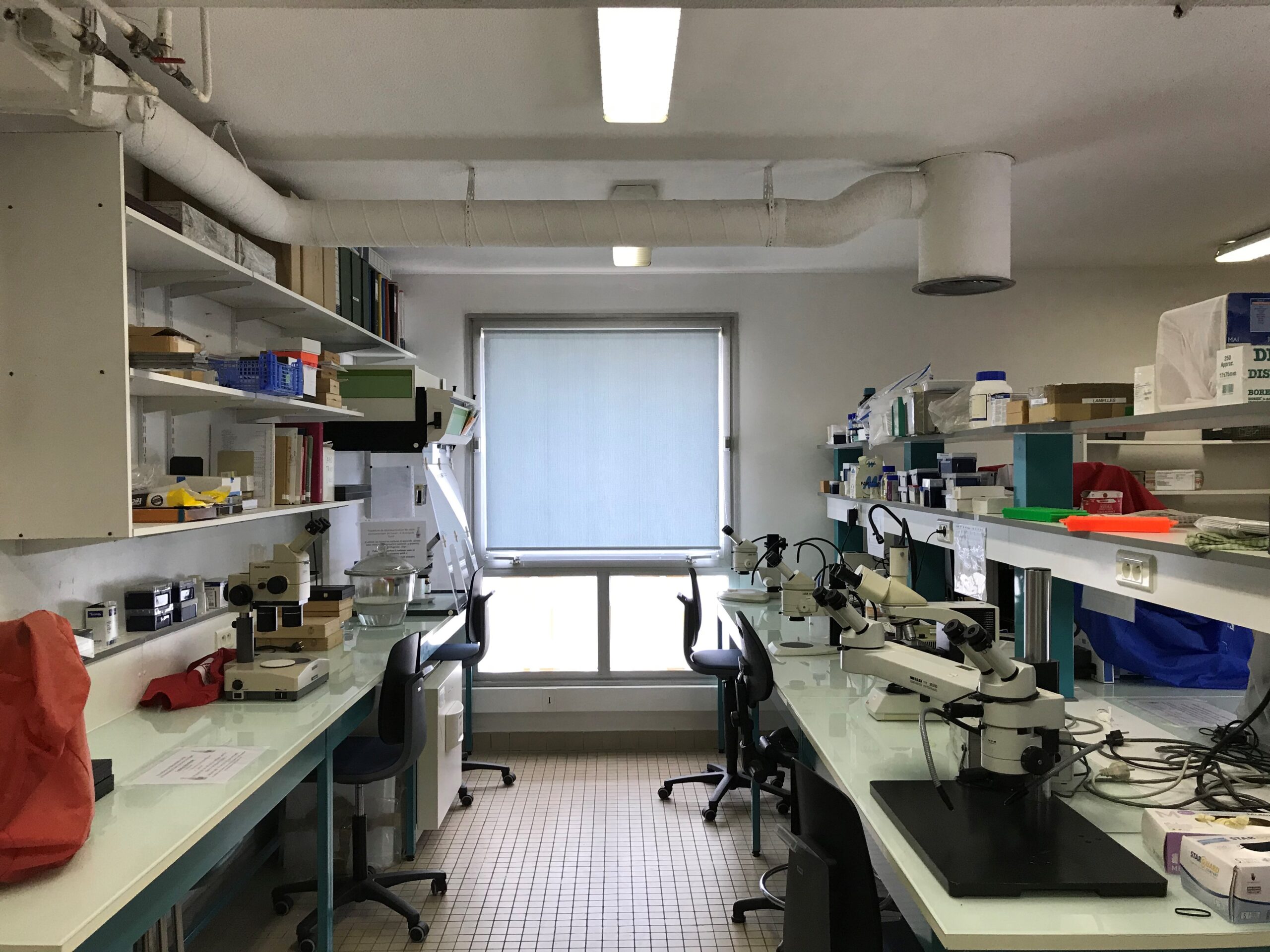 Personalized training in sandfly identification