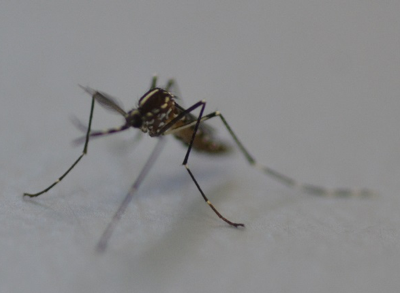 User strain Aedes albopictus, infected with Rift Valley fever phlebovirus